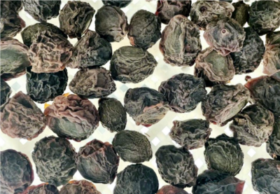 绵阳平武:激活果梅加工&ldquo;新引擎&rdquo; 科技赋能促发展
